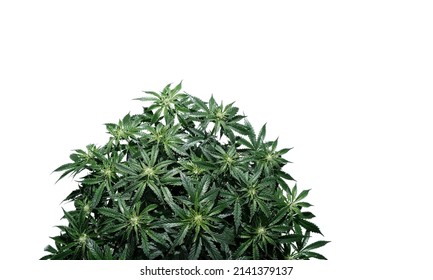 Cannabis plant isolated on white background. Layout of fresh wet marijuana leaves, watering bush, top view. Hemp growing concept.
