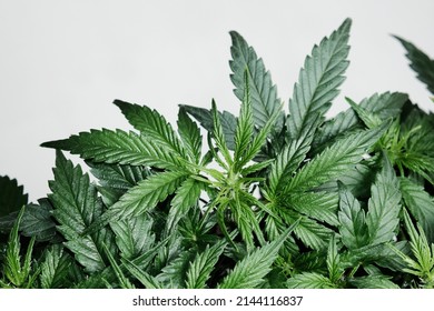 Cannabis plant isolated on white background. Layout of fresh wet marijuana leaves, watering bush, top view. Hemp growing concept.