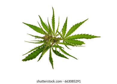 Cannabis Plant Leaves Isolated On White Background