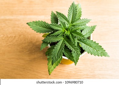 Cannabis Plant, Marijuana Facts On The Drug And Its Effects On The Brain