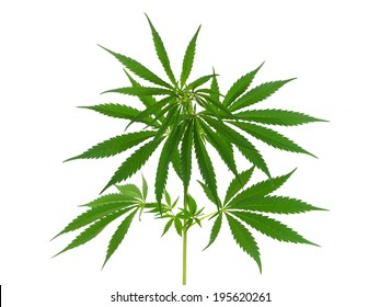 Cannabis Plant, Marijuana Plant Isolated On White