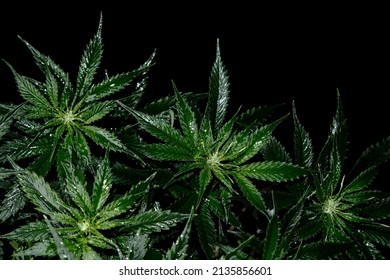 Cannabis plant on black background. Layout of fresh wet marijuana leaves, top view. Hemp recreation, legalization concept.