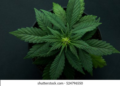 Cannabis Plant On A Black Background, Marijuana Plants, A Top View.