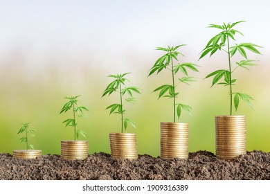 Cannabis plant on coins stack.Marijuana growing business concept.