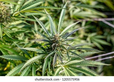 A cannabis plant on a sunny afternoon near harvest time.