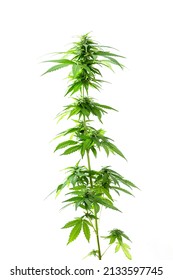 Cannabis Plant On White Background