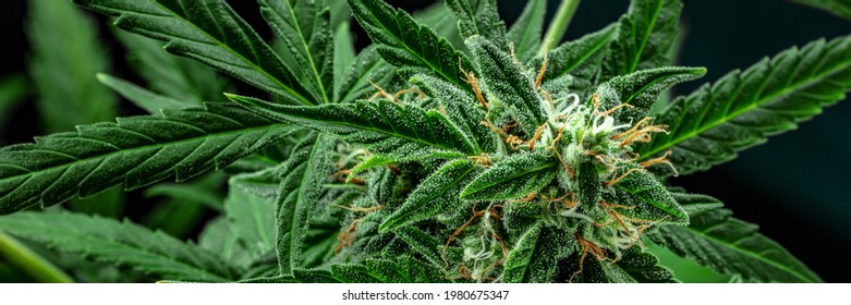 Cannabis plant panorama. Marijuana flowers and leaves