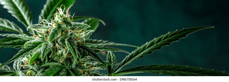 Cannabis plant panorama with a place for text. Marijuana flowers with yellow stigmas and green leaves with trichomes. Growing cannabis