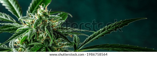 Cannabis plant panorama with a place for text.\
Marijuana flowers with yellow stigmas and green leaves with\
trichomes. Growing\
cannabis