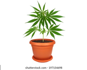 Cannabis Plant In A Pot Isolated On White