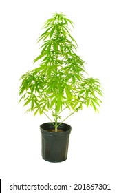 Cannabis Plant In A Pot Isolated On White