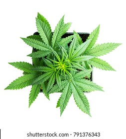 Cannabis Plant In A Pot On A White Background, Top View. Leaves Of Marijuana