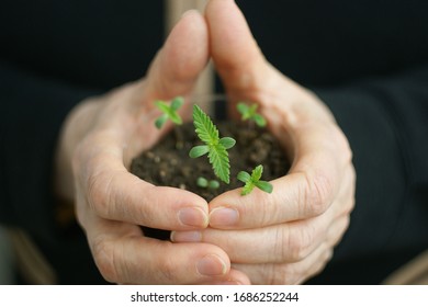 Cannabis Plant. A Small Plant Of Cannabis In The Hands Of An Old Woman. Growing Marijuana At Home For Medical Purposes