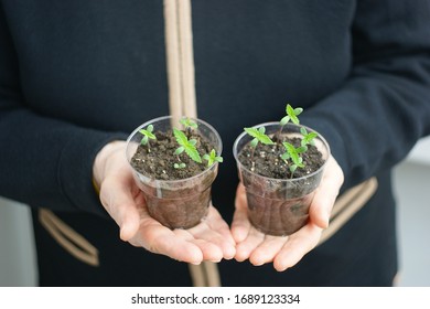 Cannabis Plant. A Small Plant Of Cannabis In The Hands Of An Old Woman. Growing Marijuana At Home For Medical Purposes