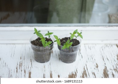 Cannabis Plant. A Small Plant Of Cannabis In The Hands Of An Old Woman. Growing Marijuana At Home For Medical Purposes