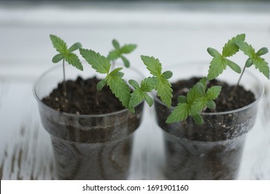 Cannabis Plant. A Small Plant Of Cannabis In The Hands Of An Old Woman. Growing Marijuana At Home For Medical Purposes