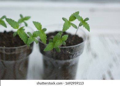 Cannabis Plant. A Small Plant Of Cannabis In The Hands Of An Old Woman. Growing Marijuana At Home For Medical Purposes