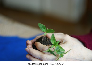 Cannabis Plant. A Small Plant Of Cannabis In The Hands Of An Old Woman. Growing Marijuana At Home For Medical Purposes