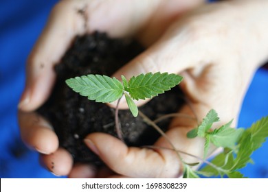 Cannabis Plant. A Small Plant Of Cannabis In The Hands Of An Old Woman. Growing Marijuana At Home For Medical Purposes