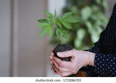 Cannabis Plant. A Small Plant Of Cannabis In The Hands Of An Old Woman. Growing Marijuana At Home For Medical Purposes