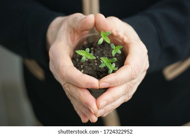 Cannabis Plant. A Small Plant Of Cannabis In The Hands Of An Old Woman. Growing Marijuana At Home For Medical Purposes