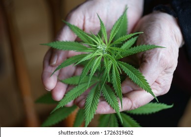 Cannabis Plant. A Small Plant Of Cannabis In The Hands Of An Old Woman. Growing Marijuana At Home For Medical Purposes