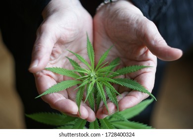 Cannabis Plant. A Small Plant Of Cannabis In The Hands Of An Old Woman. Growing Marijuana At Home For Medical Purposes