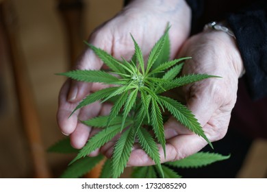 Cannabis Plant. A Small Plant Of Cannabis In The Hands Of An Old Woman. Growing Marijuana At Home For Medical Purposes