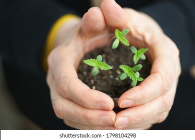 Cannabis Plant. A Small Plant Of Cannabis In The Hands Of An Old Woman. Growing Marijuana At Home For Medical Purposes