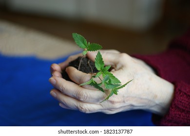 Cannabis Plant. A Small Plant Of Cannabis In The Hands Of An Old Woman. Growing Marijuana At Home For Medical Purposes