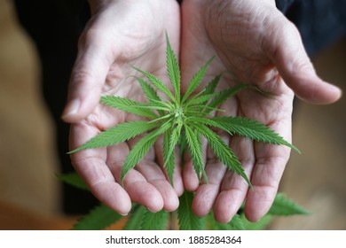 Cannabis Plant. A Small Plant Of Cannabis In The Hands Of An Old Woman. Growing Marijuana At Home For Medical Purposes