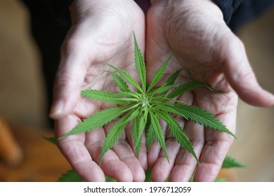 Cannabis Plant. A Small Plant Of Cannabis In The Hands Of An Old Woman. Growing Marijuana At Home For Medical Purposes