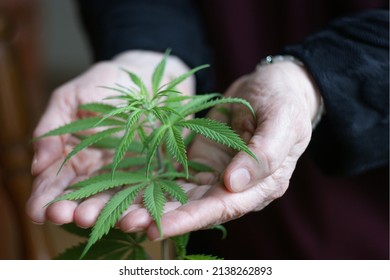 Cannabis Plant. A Small Plant Of Cannabis In The Hands Of An Old Woman. Growing Marijuana At Home For Medical Purposes