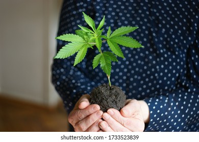 Cannabis Plant. A Small Plant Of Marijuana In The Hands Of An Old Woman. Woman Farmer Replanting A Small Cannabis Plant Along With The Ground