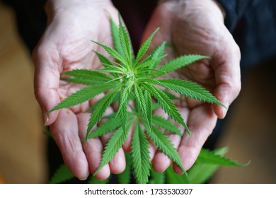 Cannabis Plant. A Small Plant Of Marijuana In The Hands Of An Old Woman. Woman Farmer Lovingly Caresses A Small Cannabis Plant