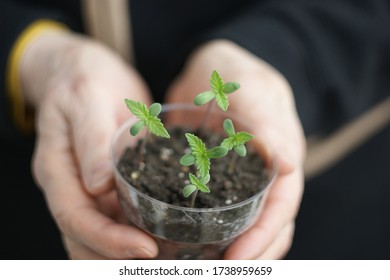 Cannabis Plant. A Small Plant Of Marijuana In The Hands Of An Old Woman. Woman Farmer Replanting A Small Cannabis Plant Along With The Ground