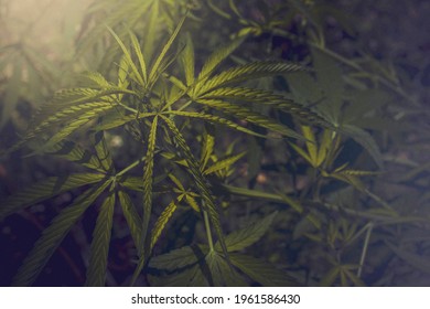 Cannabis plant textures at indoor cannabis farms A cannabis plant that grows indoors with a large cannabis flower with a beam of light. - Shutterstock ID 1961586430