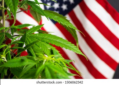 Cannabis plant with USA flag in the background