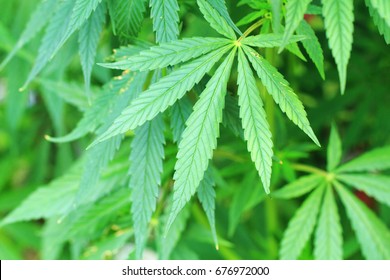 cannabis plant as very nice natural background