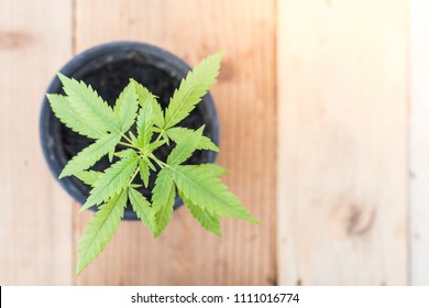 cannabis plant  with wooden background.