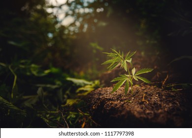 Cannabis plantation in sunlight. Bush green marijuana