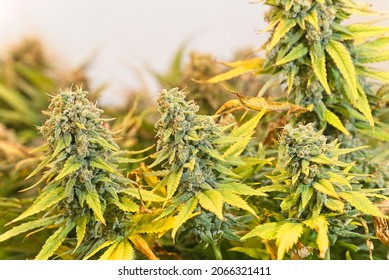 Cannabis plants finishing bloom in growing room. Pineapple chunk strain.