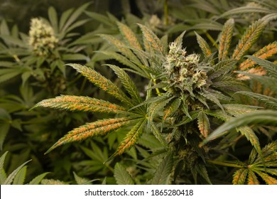 Cannabis plants growing indoors with health issues like thrips attack or lack of micro nutrients problems reflected in leaf spots. 
