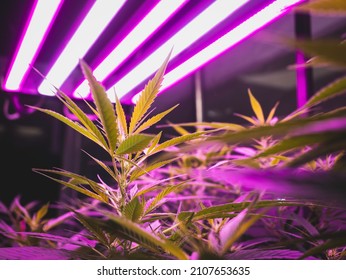 Cannabis Plants Indoor Grow Light Spectrum For Cannabis Cultivation 