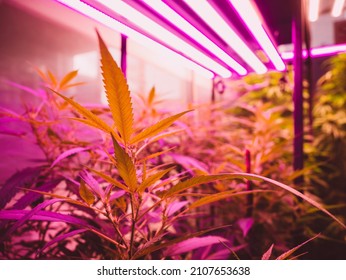 Cannabis Plants Indoor Grow Light Spectrum For Cannabis Cultivation 