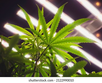 Cannabis Plants Indoor Grow Light Spectrum For Cannabis Cultivation 