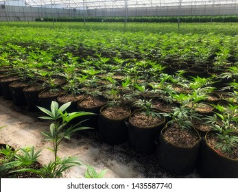 Cannabis Plants Inside A Greenhouse