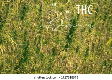 Cannabis Plants With The THC Chemical Formula. Tetrahydrocannabinol Molecule.