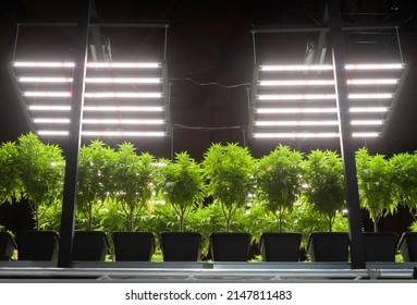 Cannabis potted plants, indoor cultivation. Led illumination. Artificial lighting.
