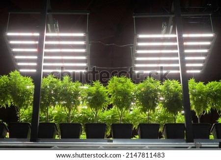 Cannabis potted plants, indoor cultivation. Led illumination. Artificial lighting.
